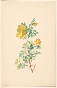 Branch of a yellow rose (rosa lutea), c.1775-c.1825. Creator: Willem van Leen.
