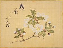 From the Sketch Book of Sakura (Cherry Blossoms), Between 1830 and 1853. Creator: Sakamoto, Konen (1800-1853).