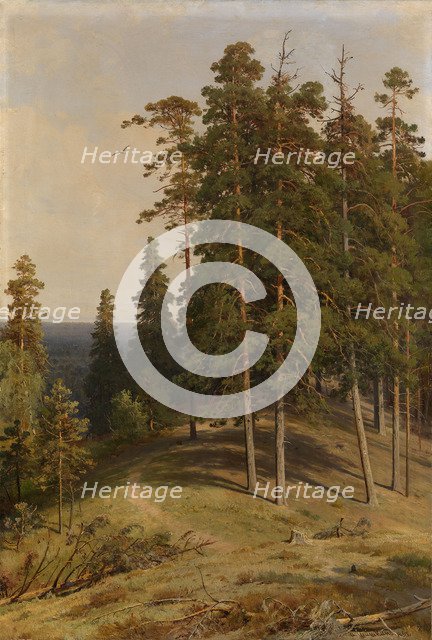The Pine Forest, 1895. Artist: Shishkin, Ivan Ivanovich (1832-1898)