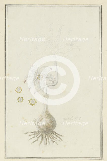 Gethyllis britteniana baker (Kukumakranka), 1777-1786. Creator: Robert Jacob Gordon.