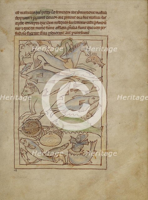 Fish and Sea Monsters; Northumberland Bestiary, about 1250-1260. Creator: Unknown.