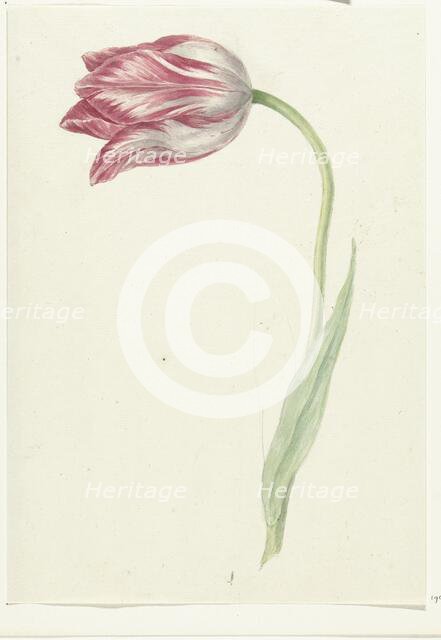 Pink Tulip, 1775-1833. Creator: Jean Bernard.