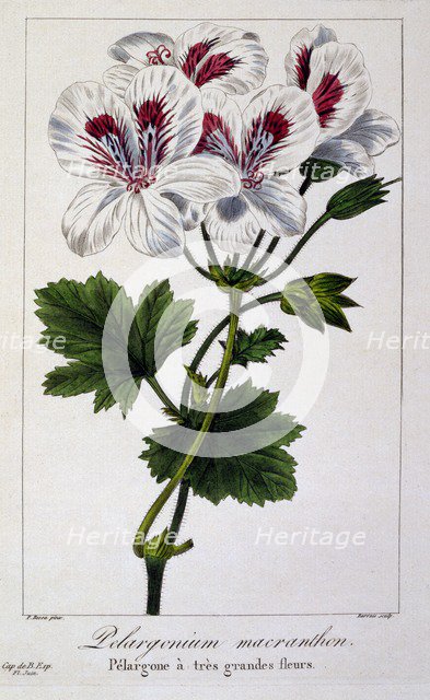 Pelargonium Macranthon, pub. 1836. Creator: Panacre Bessa (1772-1846).