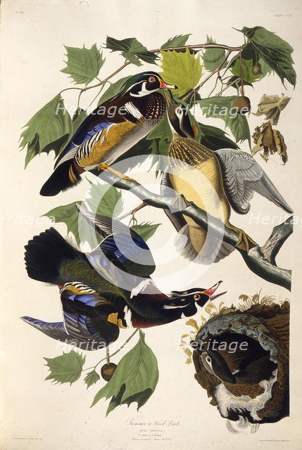 The wood duck. From "The Birds of America", 1827-1838. Creator: Audubon, John James (1785-1851).