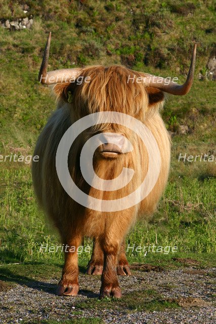 Highland cattle, Scotland.