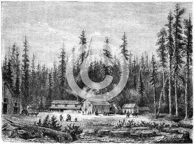 'Giant sequoia forest', California, 19th century.Artist: Paul Huet