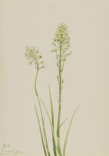 Death Camas (Zygadenus venenosus), 1923. Creator: Mary Vaux Walcott.