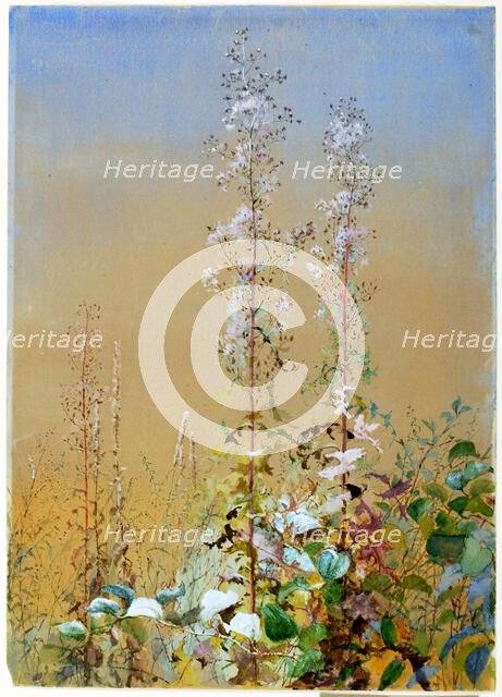 Untitled, ca. 1876. Creator: Fidelia Bridges.