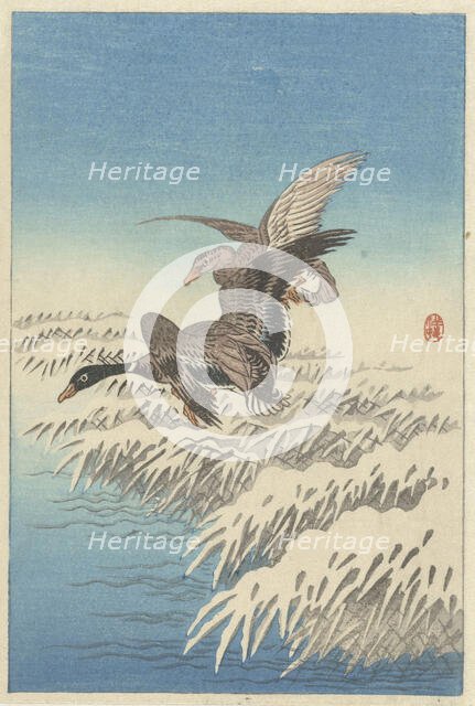Flock of ducks flying above snowy reed collar. Creator: Ohara, Koson (1877-1945).