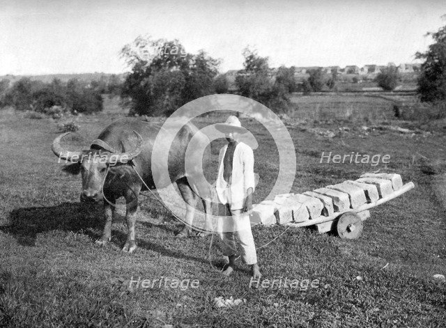 Native cart in Manila, Philippines, 1908-1909.Artist: Homer L Knight
