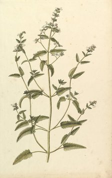 Botanical Study with a Species of the Nettle Family (genus Urtica), ca. 1820. Creator: Anon.