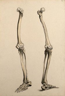 Bones of the leg and foot, 1830-1835. Creator: Unknown.