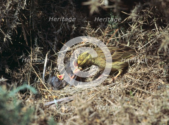 Yellowhammer and a nest. Artist: Unknown