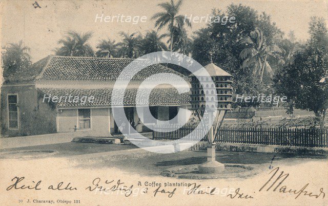 Coffee plantation, c1900. Artist: Unknown