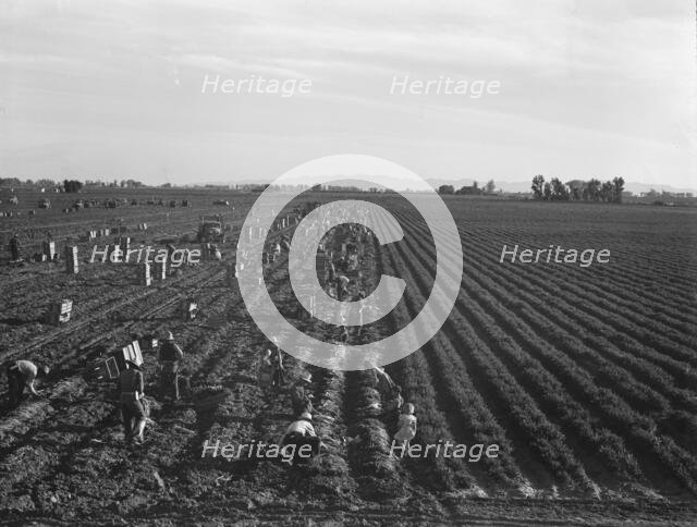 Large scale agriculture, near Meloland, Imperial Valley, 1939. Creator: Dorothea Lange.