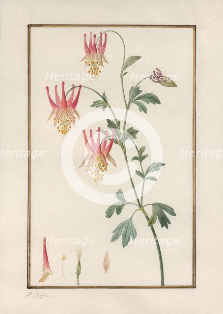 Canadian columbine (Aquilegia canadensis).