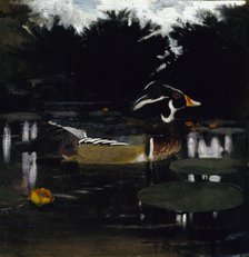 Male Wood Duck in a Forest Pool, study for book Concealing Coloration in the Animal Kingdom, c1905-1 Creator: Abbott Handerson Thayer.