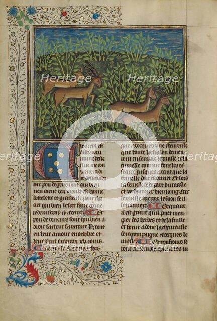 Roe Deer; Livre de la Chasse, about 1430-1440. Creator: Unknown.