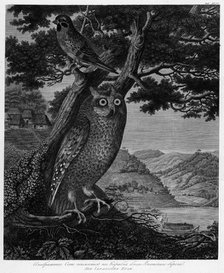 Illustration of an Owl Caught on the Ship Near the Japanese Shore, 1813. Creator: Unknown.