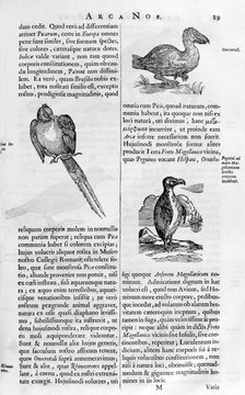 Birds, 1675.  Artist: Athanasius Kircher