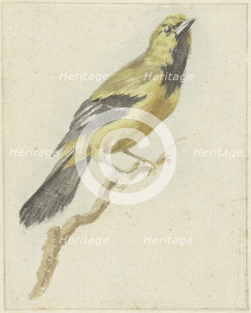 Yellow Oriole (Icterus nigrogularis), 1700-1800. Creator: Pieter Gevers.