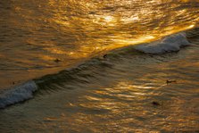 Sunset Surfing. Creator: Viet Chu.