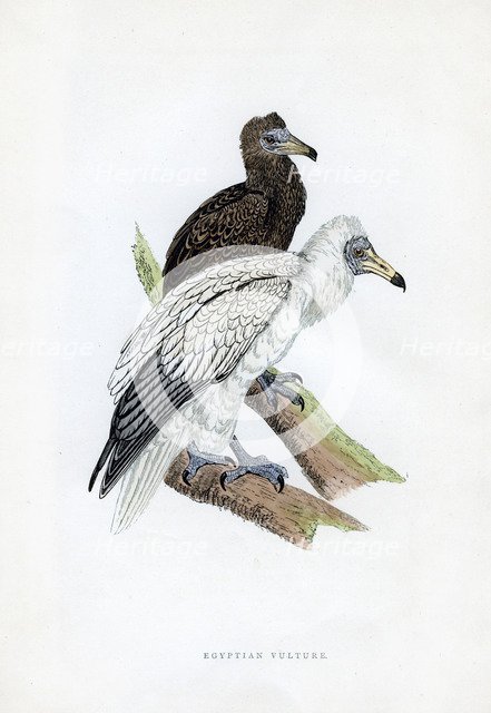 'Egyptian Vulture', c19th century. Artist: Unknown