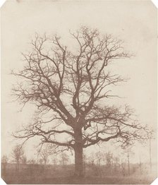 Oak Tree, mid-1840s. Creator: William Henry Fox Talbot.