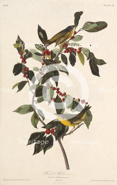 The Nashville warbler. From "The Birds of America", 1827-1838. Creator: Audubon, John James (1785-1851).