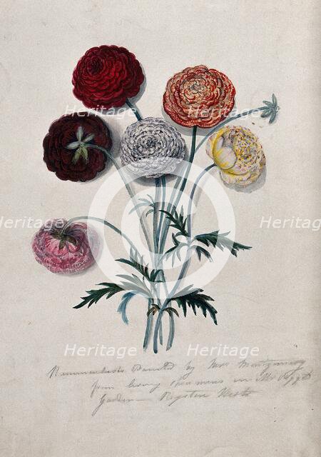 Six cut Ranunculus flowers: double-flowered varieties with leaves. Creator: Mrs Montgomery.