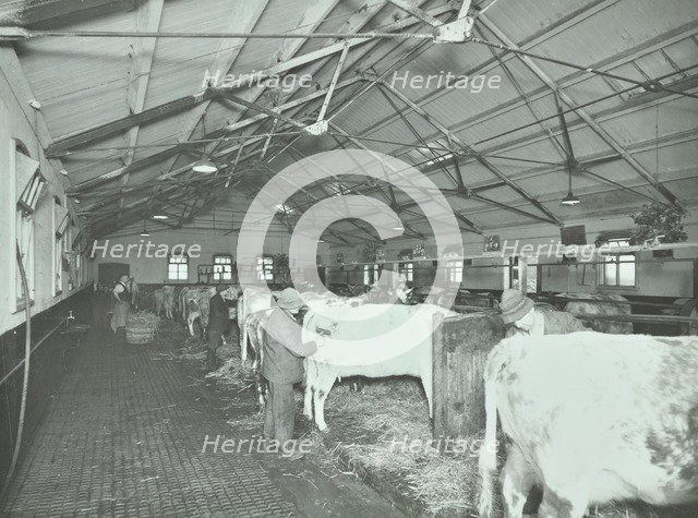Grooming cattle in a cowshed, Claybury Hospital, Woodford Bridge, London, 1937. Artist: Unknown.