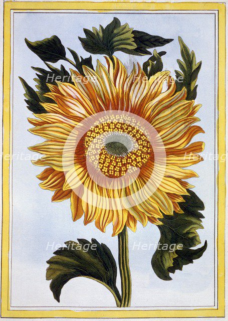 Sunflower, pub. 1776. Creator: Pierre Joseph Buchoz (1731-1807).