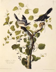 The loggerhead shrike. From "The Birds of America", 1827-1838. Creator: Audubon, John James (1785-1851).