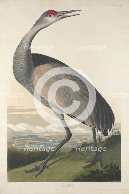 Hooping Crane, 1835. Creator: Robert Havell.
