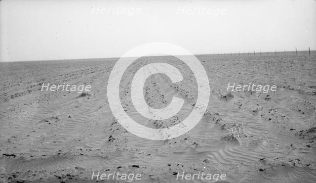 An example of how listing soil into furrows helps impede erosion, Mills, New Mexico, 1935. Creator: Dorothea Lange.