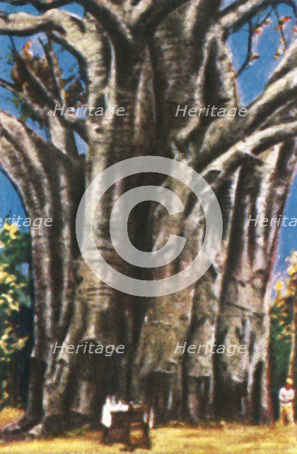 Baobab trees, Usambara Mountains, c1928. Creator: Unknown.