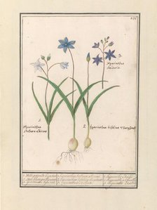 Star Hyacinth (Scilla), 1596-1610. Creators: Anselmus de Boodt, Elias Verhulst.