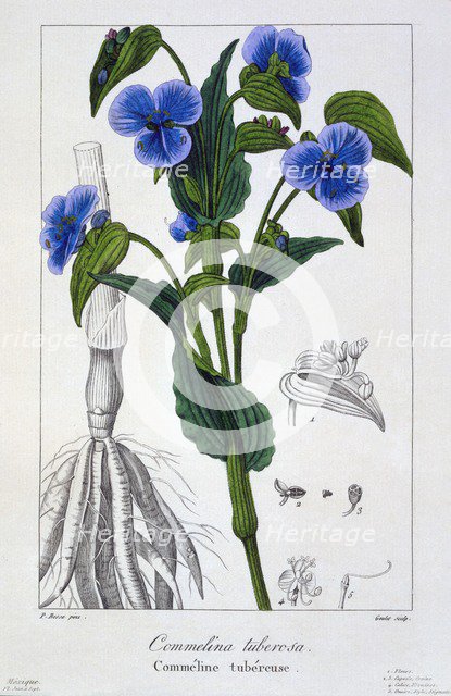 Commelina tuberosa, pub. 1836. Creator: Panacre Bessa (1772-1846).