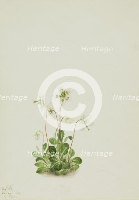 Wood Nymph (Moneses uniflora), 1925. Creator: Mary Vaux Walcott.