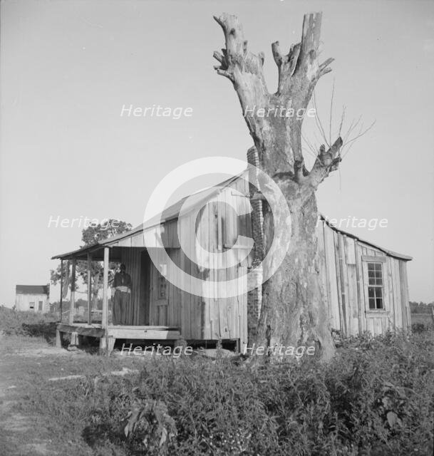 Plantation cabin of sharecropper, Washington County, Mississippi, 1937. Creator: Dorothea Lange.
