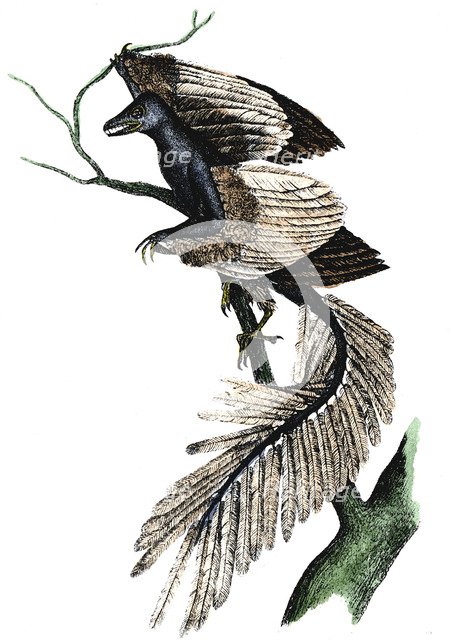 Archaeopteryx - the first bird, 1886. Artist: Unknown