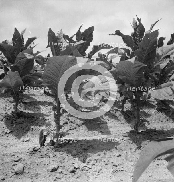Possibly: Tobacco on Zollie Lyon's place nearly ready for priming, Wake County, North Carolina, 1939 Creator: Dorothea Lange.