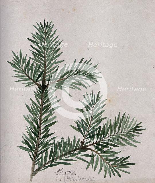 A branch of Japanese fir (Abies firma), c1900. Creator: S Kawano.