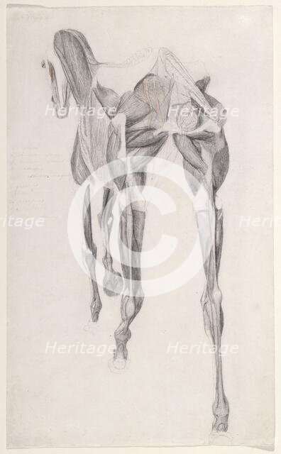 Working drawing for 'The Fourteenth Anatomical Table of the Muscles ... of the Horse', 1756. Creator: George Stubbs.