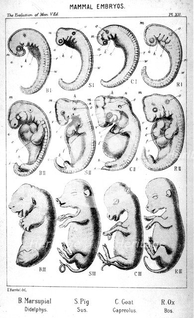 Mammal embryos, 1910. Artist: Ernst Haeckel