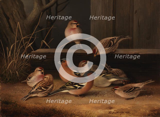 Chaffinches and Redpolls, 1868. Creator: Ferdinand von Wright.