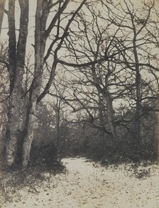 [Fontainebleau Forest], ca. 1860. Creator: Eugène Cuvelier.