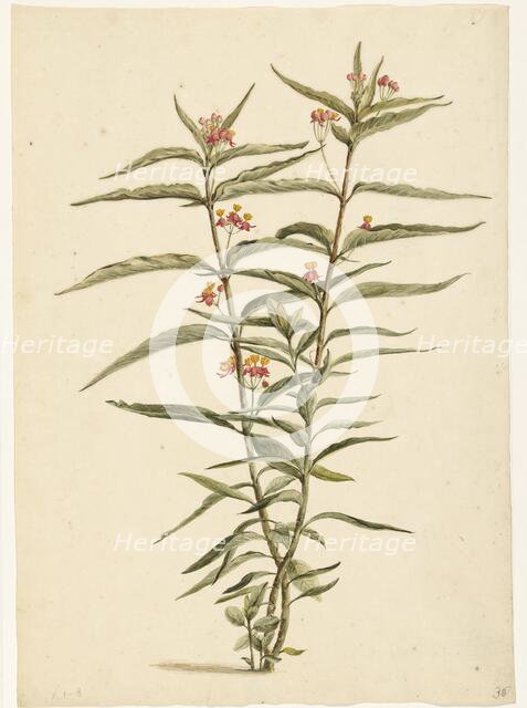 Flowering Frederiksbloem (Asclepias Curassavica), 1668-1729. Creator: Vincent Laurentz van der Vinne I.
