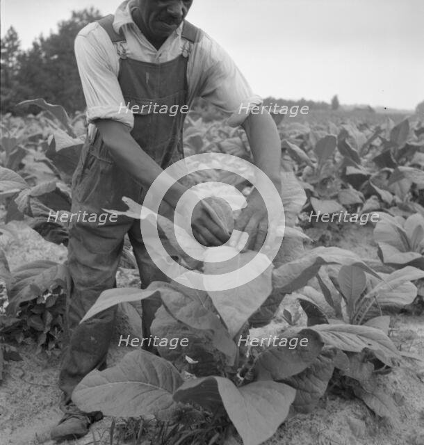 Negro tenant topping tobacco, Person County, North Carolina, 1939. Creator: Dorothea Lange.