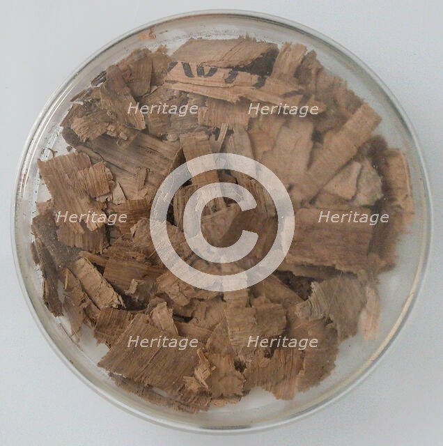 Papyri Fragments, Coptic, 7th century. Creator: Unknown.